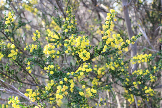 Kangaroo Thorn (Acacia paradoxa) in flower, South Australia
