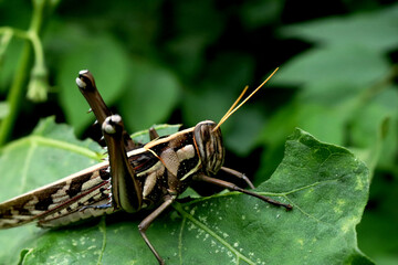 green grasshopper on a leaf