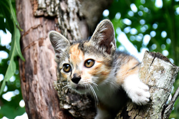 Fototapeta premium Cute little multicolored cat climbing old tree in garden