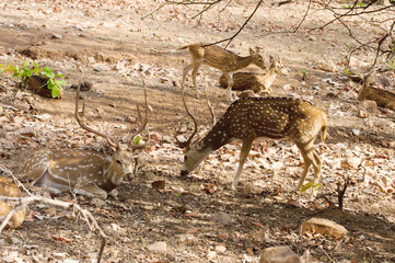 Fototapeta na wymiar Ranthambore national park in India