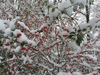Snowy red berries