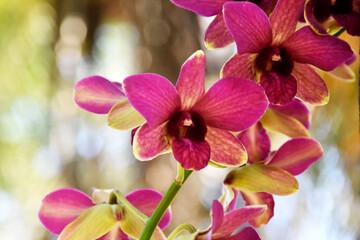 Fototapeta na wymiar Beautiful purple orchids grow in public gardens.