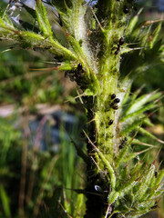 Fourmis et pucerons