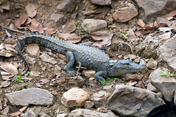 Ranthambore national park in India