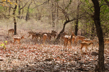 Ranthambore national park in India