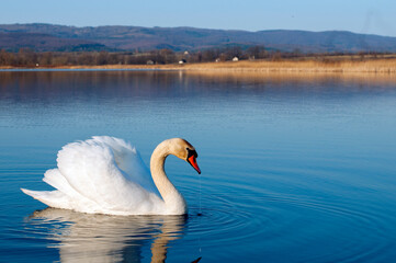 Fototapeta na wymiar White majestic swan swim ahead in rippling water. Mute Swan the middle of the water. Drops on wet head. Smooth background