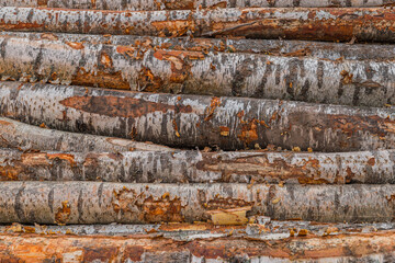 Freshly cut tree wooden logs piled up. Wood storage for industry. Felled tree trunks. Firewood cut tree trunk logs stacked prepared. Deforestation for Industrial production.