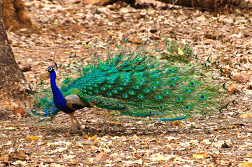Obraz premium Ranthambore national park in India