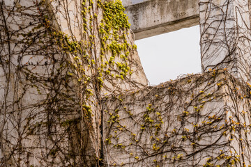 Creeping Ivy vines crawling up concrete