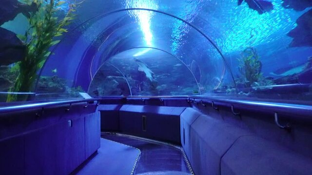 In the corridor of the aquarium underwater. Entertainment for all families. Undersea world