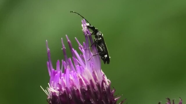 Oedemera atrata, insetto