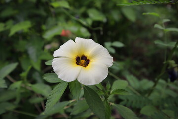 Flower, Turnera subulata clear pollen and with a green leaf background