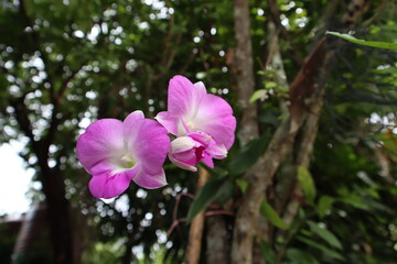 Fototapeta premium Purple orchids taken in the garden