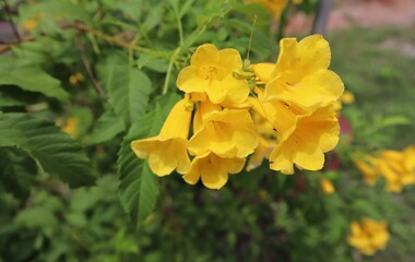 yellow flowers in the garden