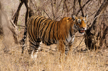 Ranthambore national park in India