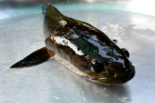 Plump snakefish in dark color, placed in an aluminum pan in the kitchen.