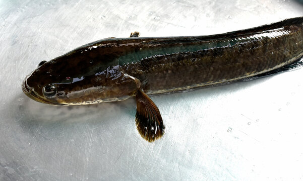 Plump snakefish in dark color, placed in an aluminum pan in the kitchen.