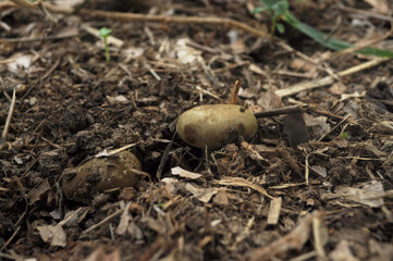Naturally occurring, edible mushrooms, bolete, thaeogyroporus porentosus