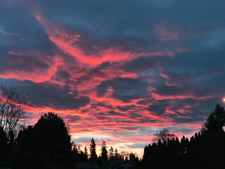 Cloudy sunset over pines