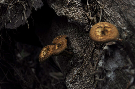 Mushrooms Formed on a Timber, Lentinus polychrous Lev