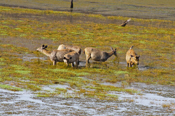 Ranthambore national park in India