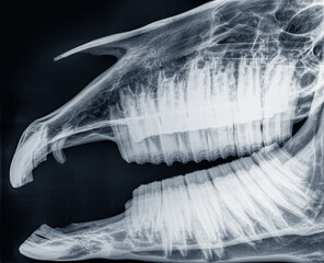 X-ray of the skull of a horse, side view. Upper jaw (maxilla) and mandible open with giant teeth. Black and white photo. Isolated on black