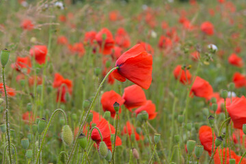 Fototapeta premium Pole makowe w Kaiserstuhl niedaleko Endingen