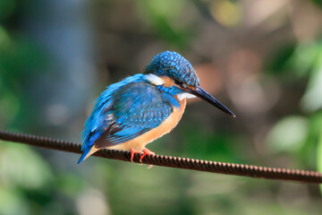 Kingfisher hunting in a pond in the park
