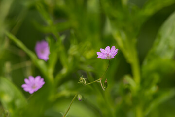 flowers on a spring meadow