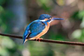 Kingfisher hunting in a pond in the park