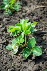Blooming strawberry plant in the garden. Selective focus.