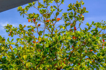 almond tree with a blue sky in the background in Rio de Janeiro.