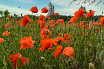 Obraz premium Mohnfeld im Kaiserstuhl bei Endingen