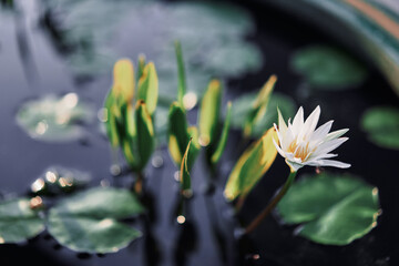 A Beautiful Blooming White Lotus Water Lily Pad Flower.