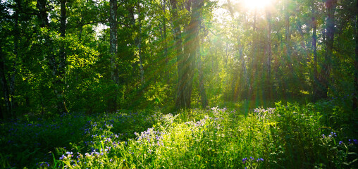 Fototapeta na wymiar Forest on a sunny summer evening. Green grass, trees and flowers in the sunset light. Forest glade in the sunlight. Light and shadow. Sun rays through the trees.