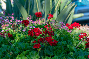 red tulips in the garden