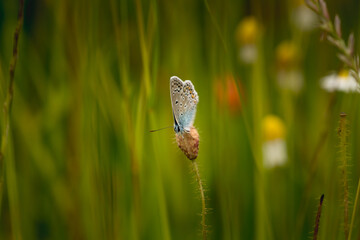 butterfly on a flower