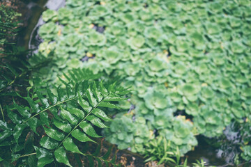 Plants in botanical garden covered in water droplets.