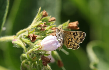 A beautiful Mother Shipton Moth, Callistege mi, nectaring from a Comfrey flower in a meadow in the UK.