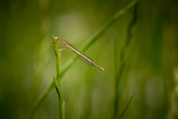 Dragonfly on a meadow in the grass