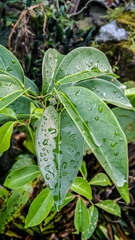 rain drops on leaves