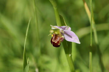 A beautiful Bee Orchid, Ophrys apifera, growing in a meadow in the UK.