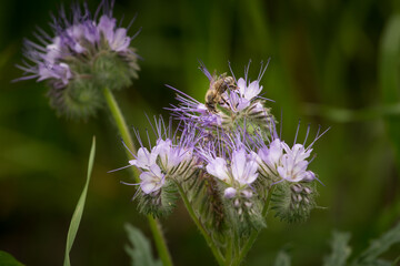honey bee pollinating flowers in a meadow