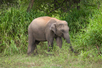 Ceylon baby elephant against the background of the bush on a Sunny day. Sri Lanka