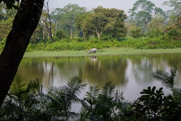 Indian one horned big rhinoceros in Kaziranga National Park - Assam, India
