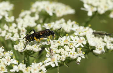 A pretty Sawfly, Macrophya montana, nectaring from a flower in a meadow in the UK. 
