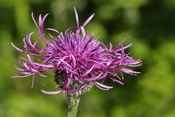 The beautiful wildflower of a Greater Knapweed plant, Centaurea scabiosa, growing in a chalk land meadow in the UK.