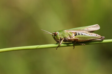 A pretty Common green Grasshopper, Omocestus viridulus, perching on grass in a field in the UK.