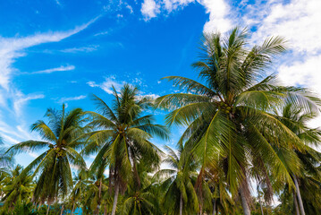 Obraz premium beach on Koh Samui in Thailand, paradise, sunny beach, coconuts and palm trees, sunbathing and swimming in the sea, blue ocean and sky, travel to the resort, relaxation and enjoyment