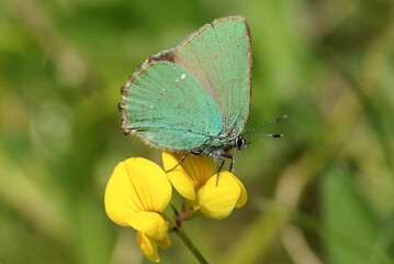 A beautiful Green Hairstreak Butterfly, Callophrys rubi, perching on a Common bird's-foot-trefoil wildflower, Lotus corniculatus, in a field at the edge of a wooded area.